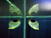 Chaetodon ephippium