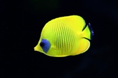 Chaetodon semilarvatus