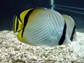 Chaetodon vagabundus