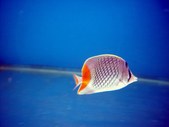 Chaetodon xanthurus