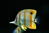 Chelmon Rostratus
