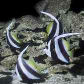 Heniochus acuminatus