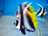 Heniochus diphreutes