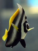 Heniochus singularis