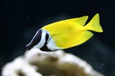 Siganus vulpinus