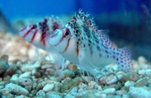 Longnosed Hawkfish