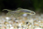 Brachydanio rerio