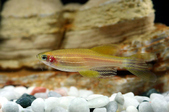 Brachydanio rerio albino