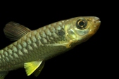 Chalceus macrolepidotus