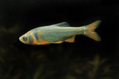 Cyprinella lutrensis