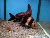 Myxocyprinus 01