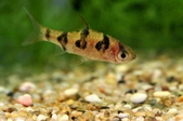 Puntius pentazona rhomboocellatus