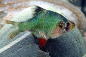 Puntius tetrazona var