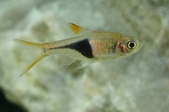 Rasbora heteromorpha