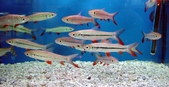 Some Carps and Loaches