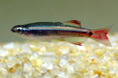 Tanichthys albonubes var.