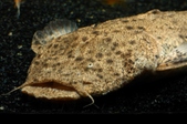 Enlarge photo 38