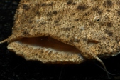 Enlarge photo 39