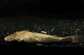 Enlarge photo 43