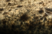 Enlarge photo 52