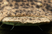 Enlarge photo 71