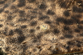 Enlarge photo 73