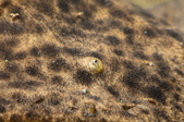 Enlarge photo 74