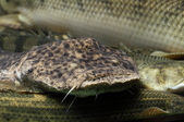 Enlarge photo 78