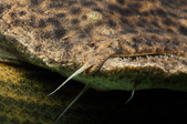 Enlarge photo 81