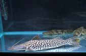 Tigrinus Shovelnose Catfish