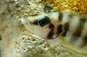 Enlarge photo 38