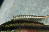 Enlarge photo 45