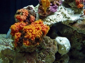 Enlarge photo 30