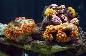 Enlarge photo 25