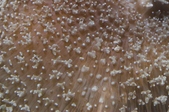 Enlarge photo 157