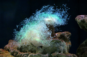Enlarge photo 59