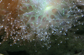 Enlarge photo 63