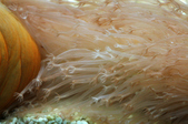 Enlarge photo 68