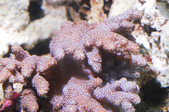 Enlarge photo 121