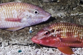 Parupeneus atrocingulatus