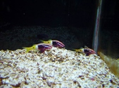 Parupeneus barberinoides