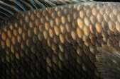 Enlarge photo 36