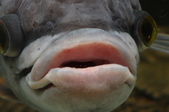 Enlarge photo 111