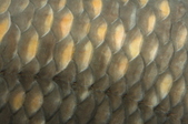 Enlarge photo 72