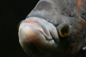 Enlarge photo 163