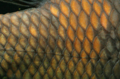 Enlarge photo 187