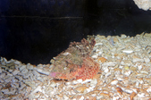 Scorpaena scrofa