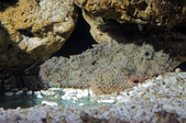 Scorpaenopsis oxycephala