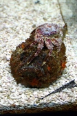 Stonefish 