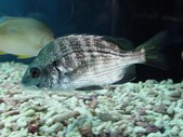 acanthopagrus schlegeli